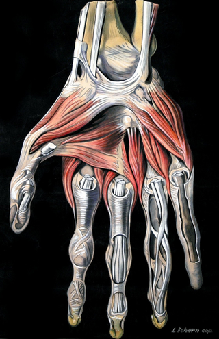 Illustration for article titled Who knew an illustration of an abdominal cavity could be so beautiful?